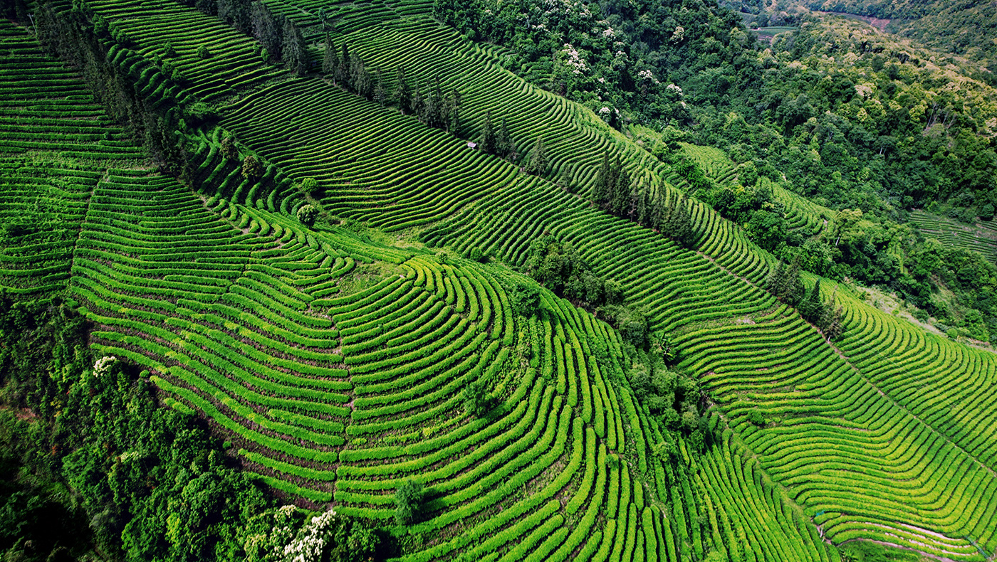 思茅普洱茶產(chǎn)業(yè)園
