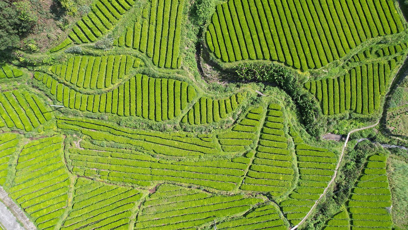 葉子茶園