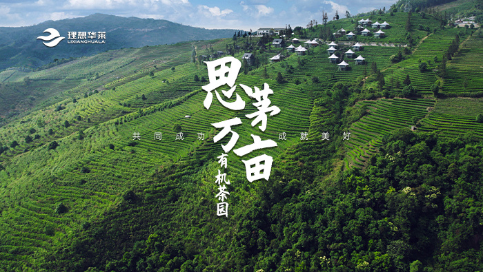 思茅萬畝有機(jī)茶園