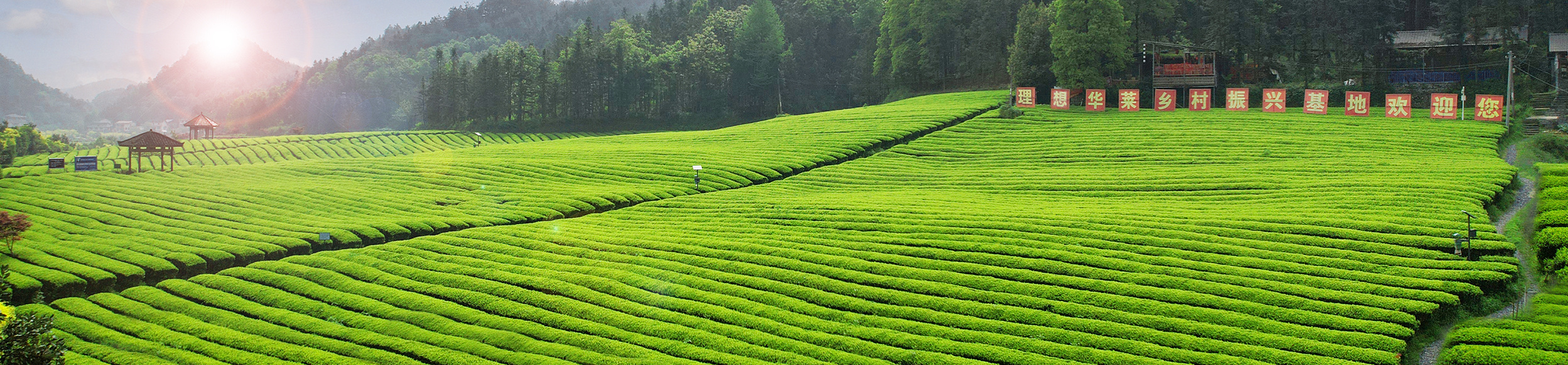 Jiangnan Tea Plantation