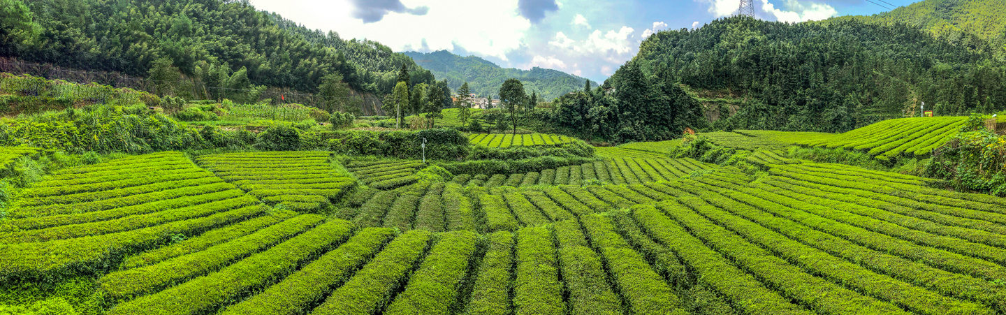 Yezi Tea Plantation