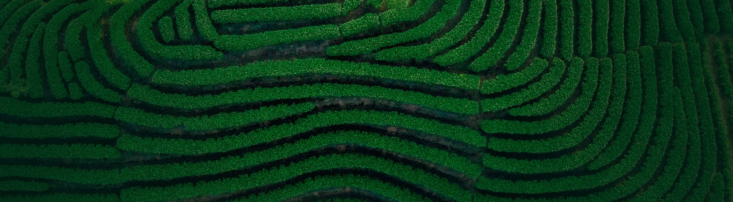 Tea Quality Reflects Character of the Company and its Lifeblood