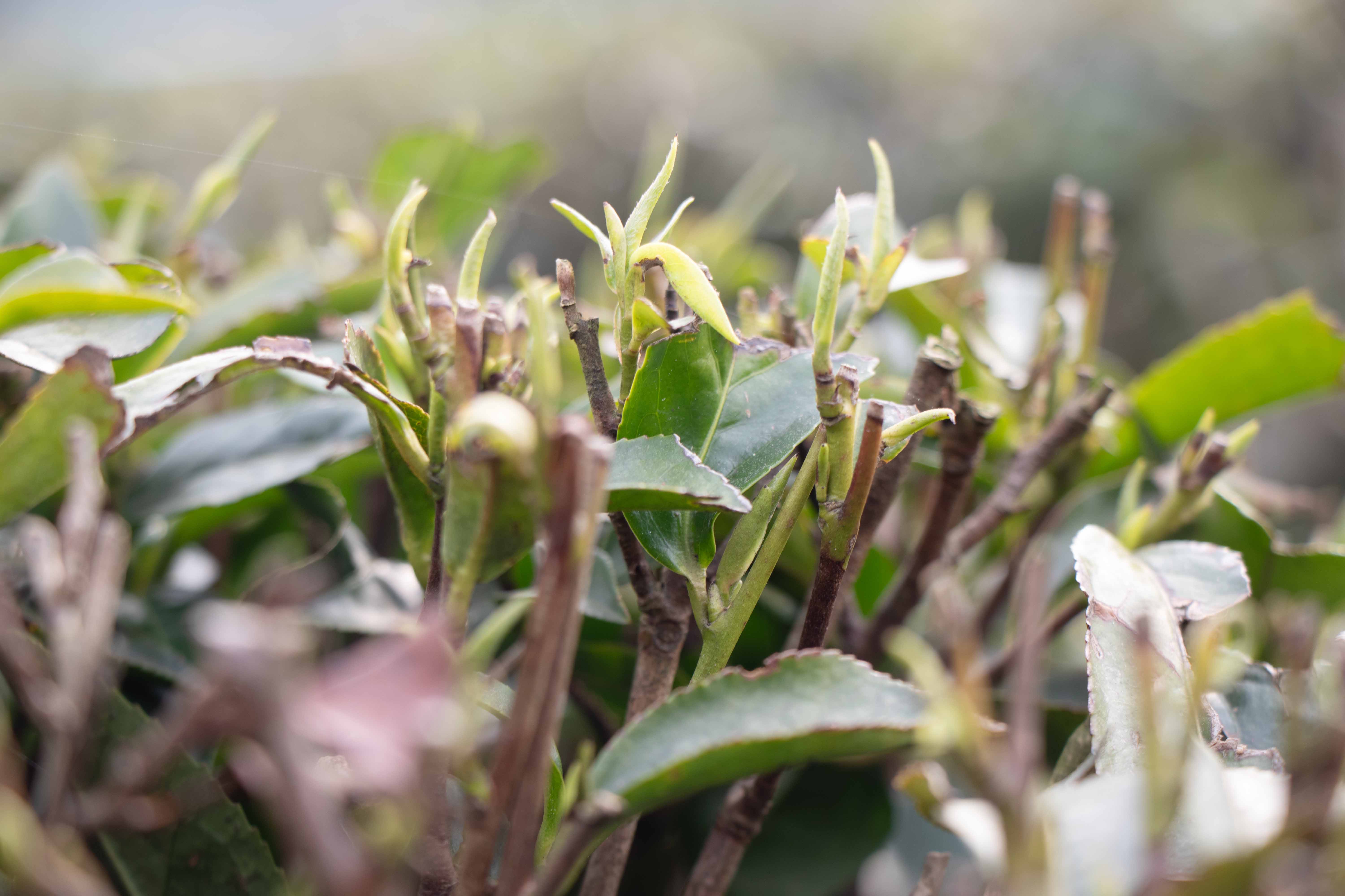 理想華萊：悉心養(yǎng)護(hù)，靜候茶香